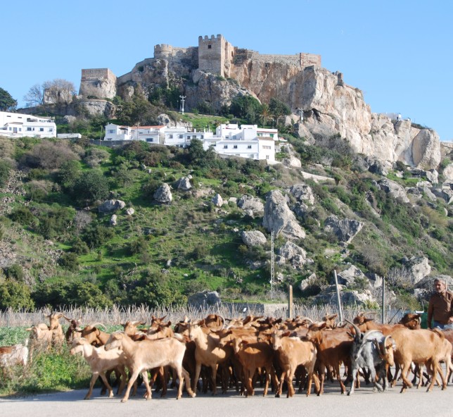 Salobreña cabras y castillo